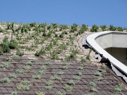 Newly planted vegetation and driplines on a pitched green roof